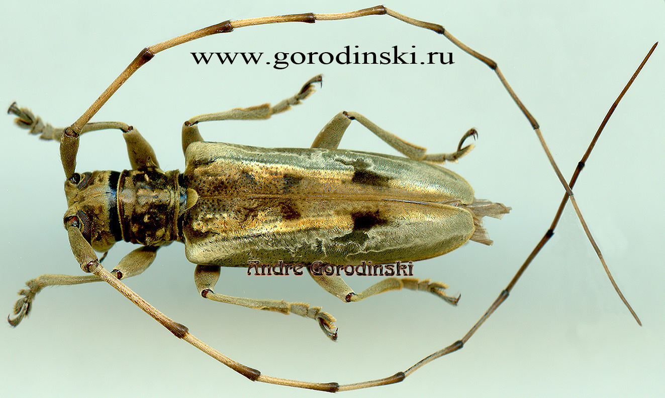 http://www.gorodinski.ru/cerambyx/Acalolepta speciosa.jpg